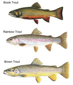 Trout family
