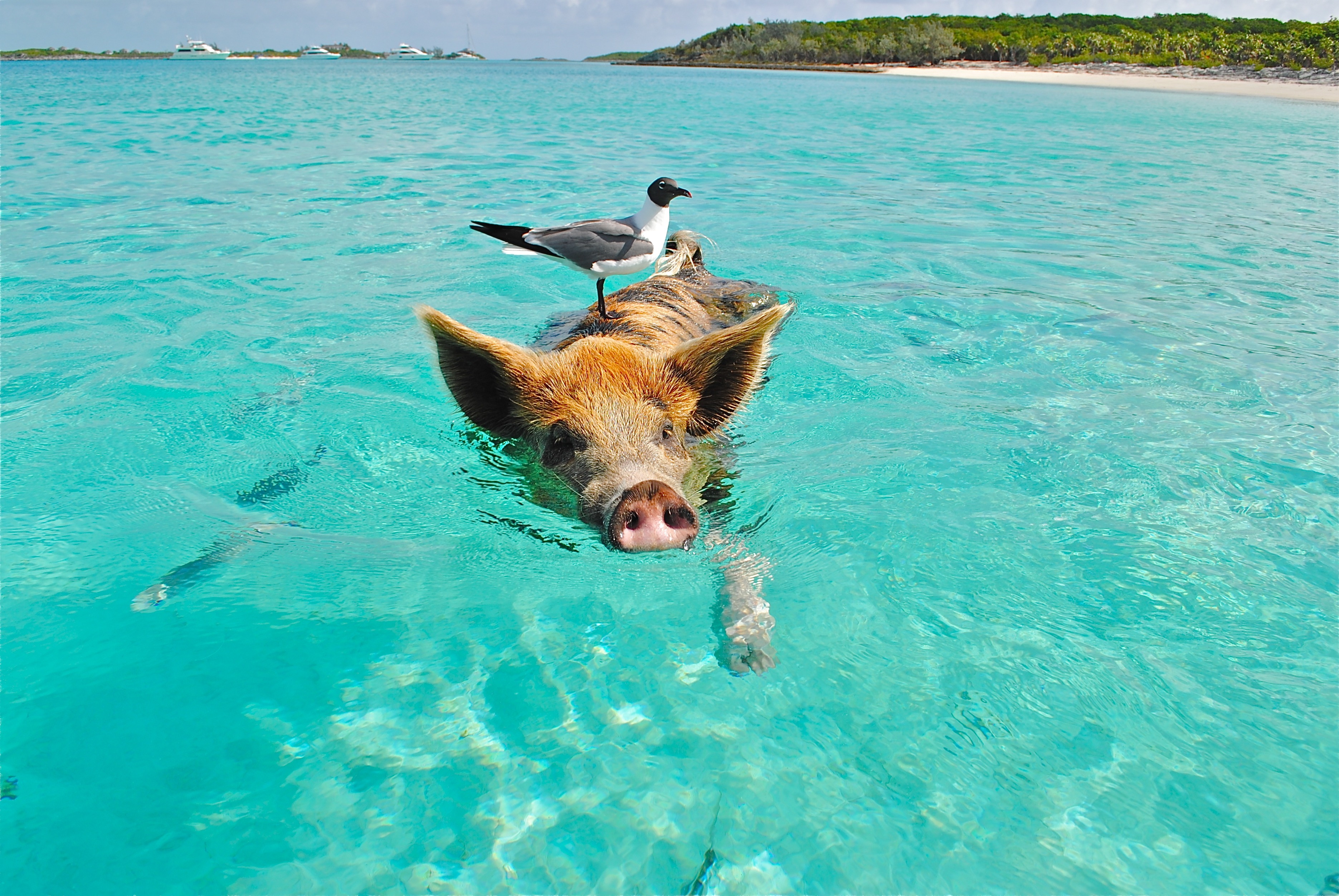 When Pigs Swim!!