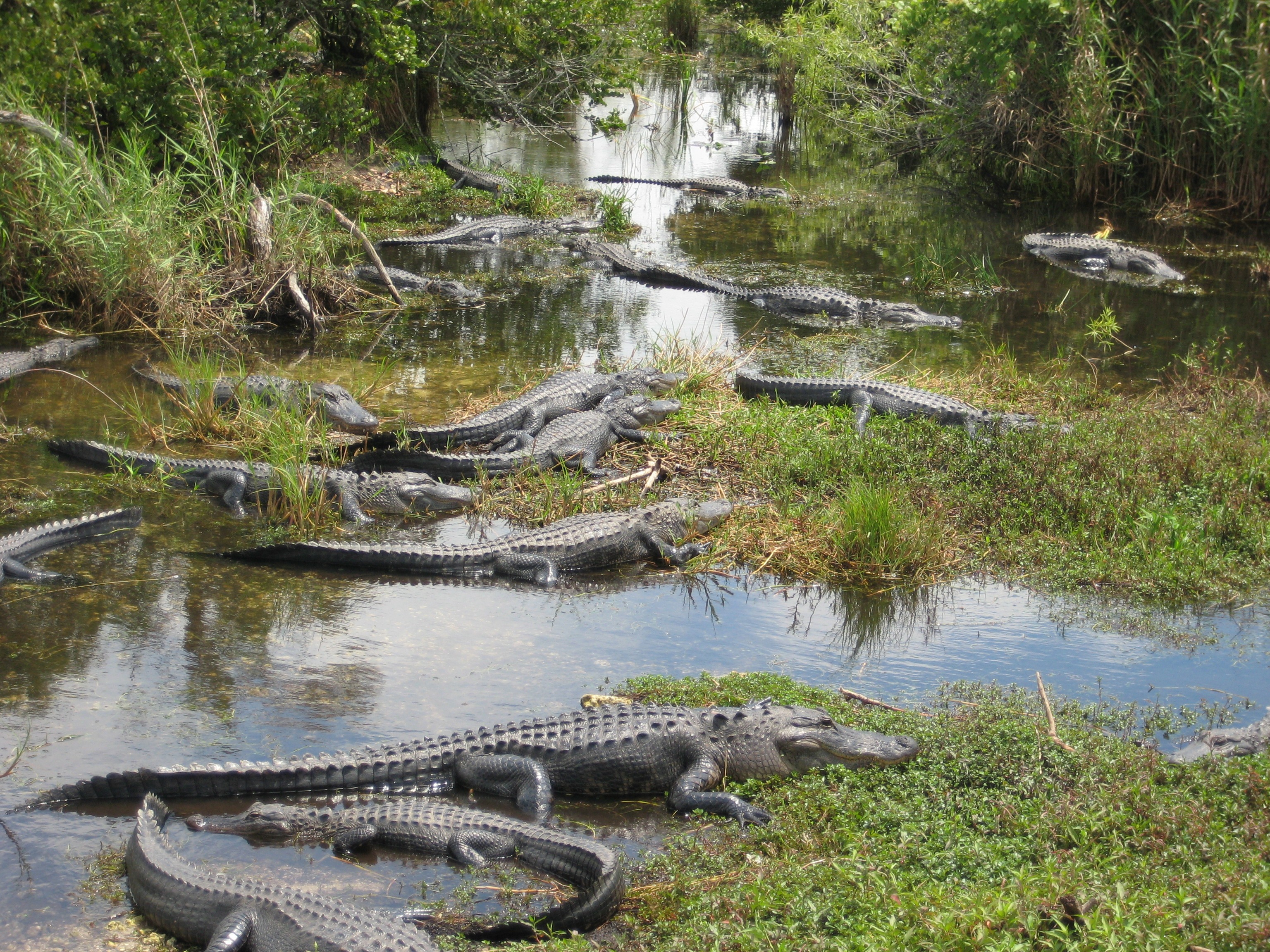 Крокодил в водоеме. Национальный парк Эверглейдс Флорида. Болота Эверглейдс. Парк Эверглейдс в Майами. Болото Майами Эверглейдс.